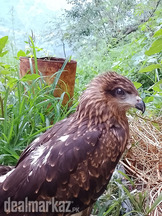 golden eagle as known as bird of prey.