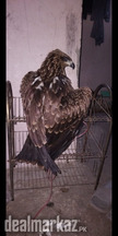 Golden eagle a prey bird for sale