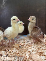 Peacock chicks (available)