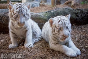 White tiger cub