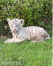 White tiger cub