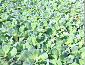 Water lettuce plants