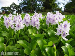 water hyacinth plants ☘️