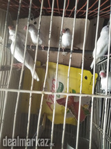 Java Pair Brider Pair for Sale