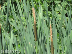 Typha ( cattail ) grass
