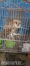 Barn Owl Barn Owl