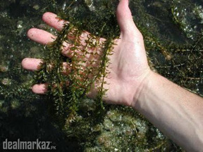 Hydrilla plants ☘️ water weed
