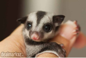 Sugar glider (hand tamed pair)
