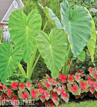Elephant Ear Plants ☘️