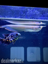 Golden albino arowana
