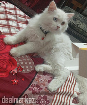 Persian cat for sale