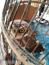 Eurasian Scops Owl