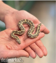 Rough scaled sand boa baby