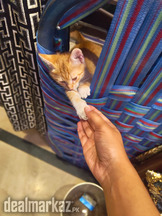 Doll faced male kitten