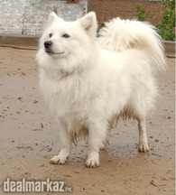 Russian Female Puppy zero size