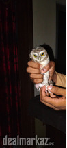 Owl for Sale Sale