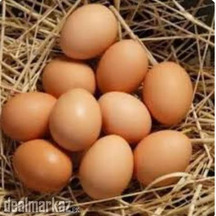 Farm Fresh Organic Eggs