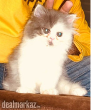 ADORABLE PERSIAN BABY AVAILABLE