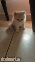 Double coat Persian kitten