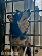 Siberian Husky with Light Blue Eyes (Female)