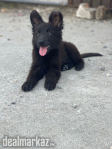 Black Shepherd Long coat puppies / gsd /german shepherd