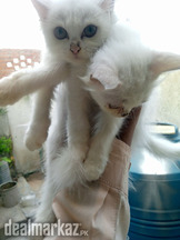 Persian kittens