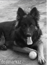 GERMAN SHEPHERD