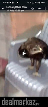 Golden eagle , hand tamed,healthy and active