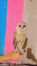 Barn owl for sale