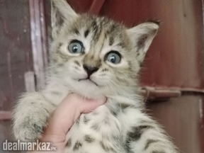 Semi Persia Tabby Cat Double Coat