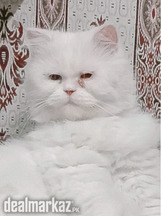 Pure Persian Female Cat