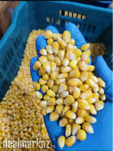 Imported sweet corn, available now in a hole sale price