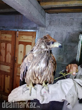 Golden Eagle (immature)