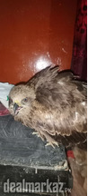 Beautiful Golden eagle