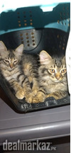 Kitten pair for sale