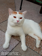 Cat for sale age 1year