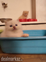 Pure Persian healthy kittens