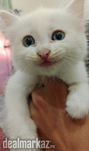 Persian kitten for sale
