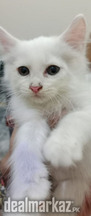 White persian kitten for sale