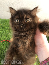 Extreme/ punch/ kittens/ lahore/ fluffy/ pure/ peki