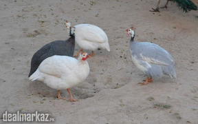 Guinea fowl chick