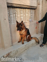 German shepherd