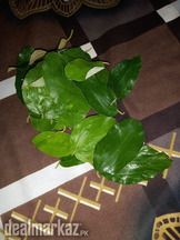 Berry ke patte / Jujube tree leaves