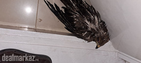 A beautiful eagle