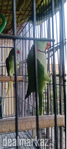 Alexander bird pair