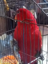 Red lorry parrot