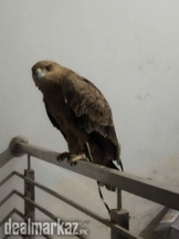 Tawny eagle for sale