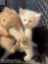 Persian Kittens