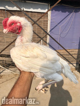 Heera Aseel pairs