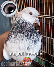 Bajrai Female And Pathay For Sale